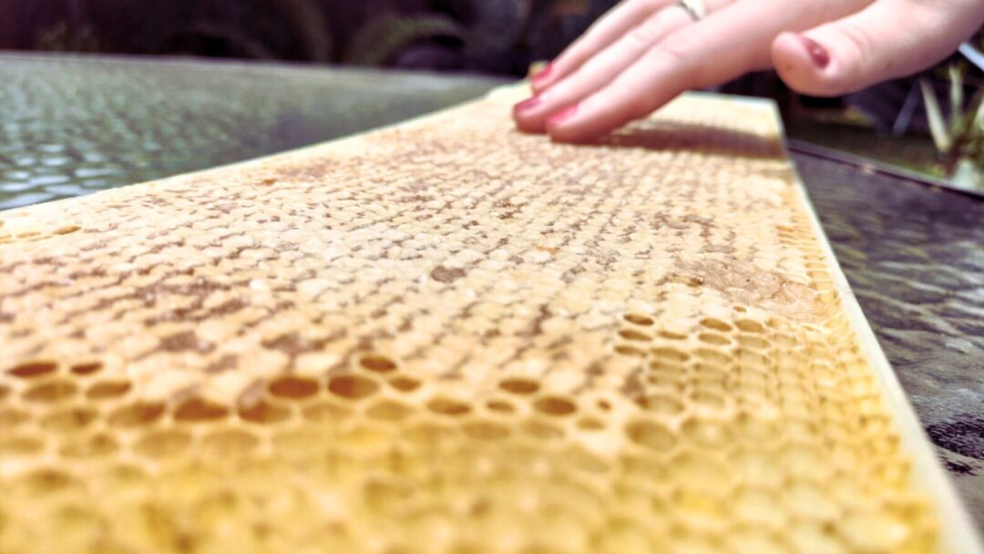 beekeeper inspecting plastic frames in apiary