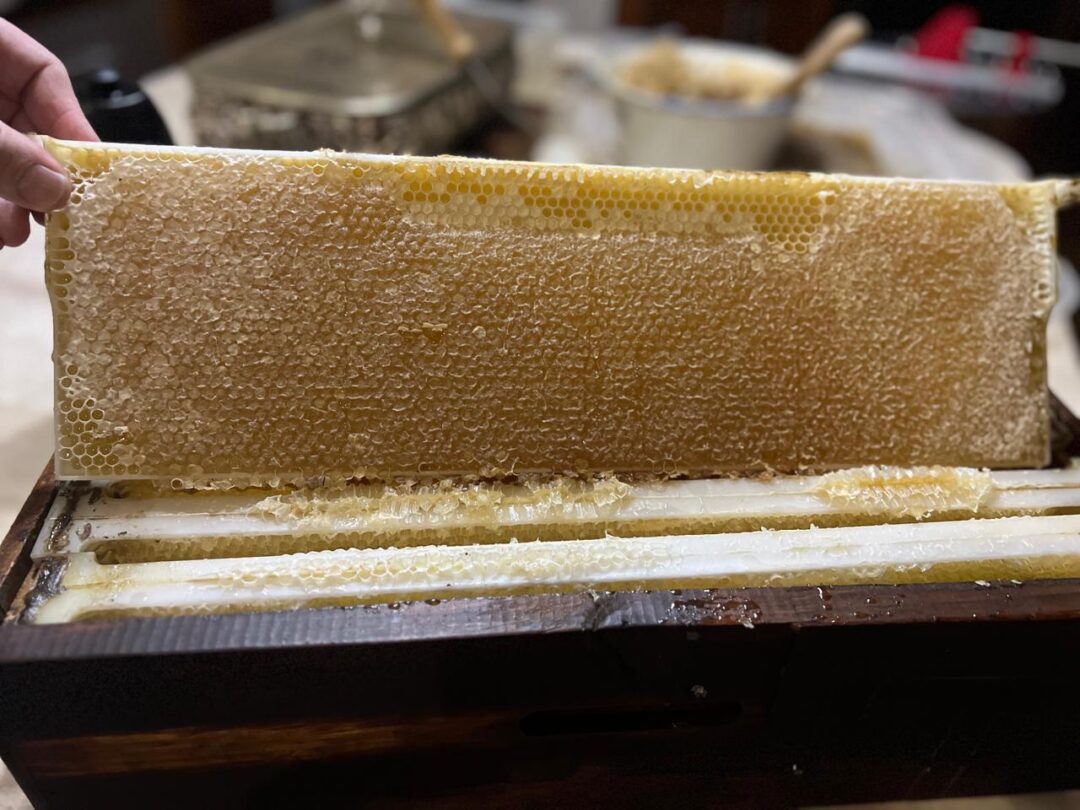 Honeycomb on plastic bee frame used in South African Longstroth supers