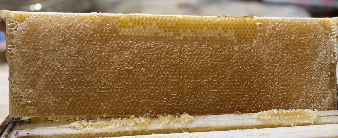 Honeycomb on plastic bee frame used in South African Longstroth supers